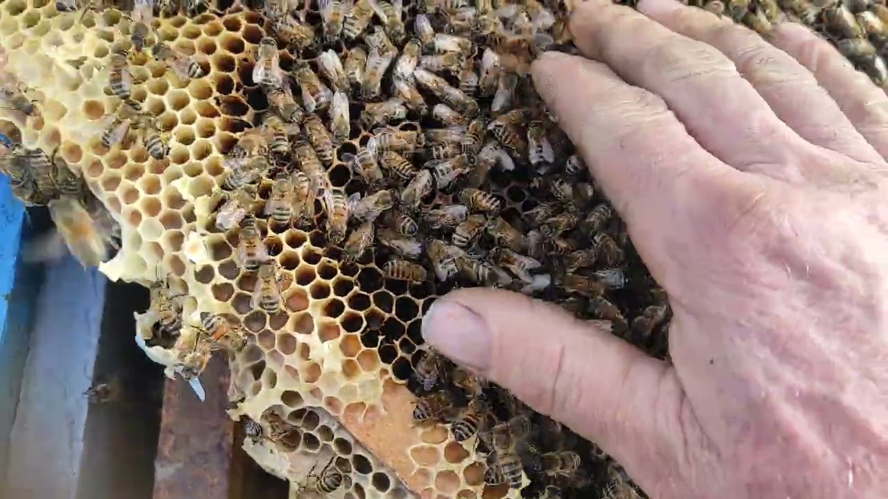 Am restrâns cuiburile la roi,a început puietul 