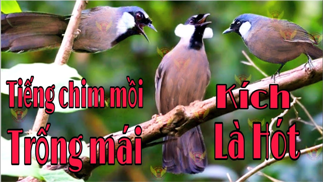 Tiếng khướu mồi Trống Mái chuẩn 100% không Tạp âm kích là hót