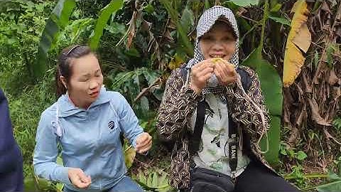 Theo chân chị gái lên núi tìm thảo dược quý, hoa chuối đỏ | vân phúc official