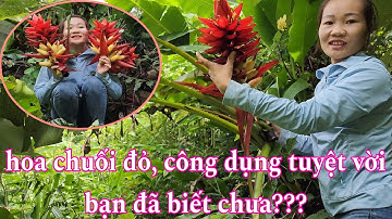 Theo chân chị gái lên núi tìm thảo dược quý, hoa chuối đỏ | vân phúc official