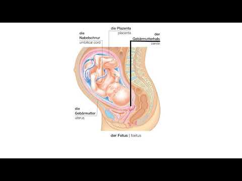 Video: Die Genauigkeit Des Sofortigen Vorgeburtlichen Ultraschalls Schätzte Das Gewicht Des Fötus Und Seine Auswirkungen Auf Die Art Der Entbindung Und Das Ergebnis - Eine Kohortenanalyse