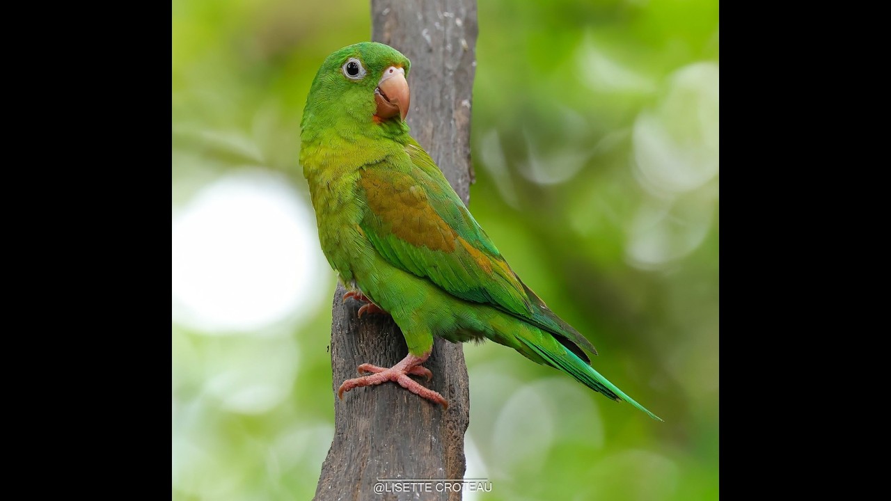 Costa Rica Part 3 February 2026