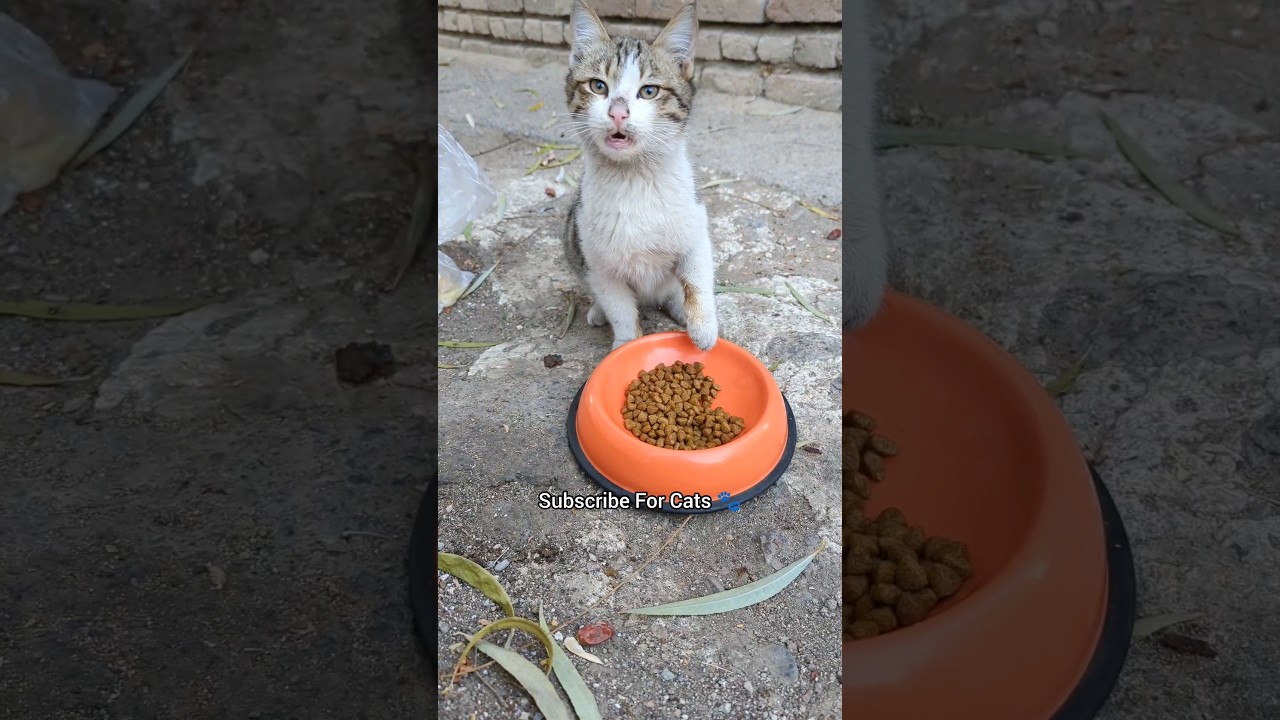 Love All Animals😍 