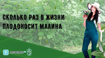 Сколько раз в жизни плодоносит малина