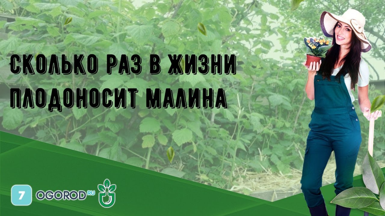 Сколько раз в жизни плодоносит малина - YouTube