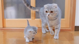 A cute kitten obediently returns home when its mother asks it to go home.