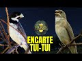 ENCARTE DE COLEIRO TUI TUI PERFEITO PARA ENSINAR COLEIRO E PAPA CAPIM E ESQUENTAR COLEIRO TUI TUI