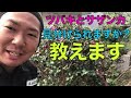 【ツバキとサザンカ】を【見分ける】簡単な方法