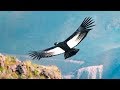 ✅ EL CÓNDOR ❤️ El ave voladora más grande del mundo 🙂
