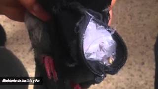 Costa Ricans using pigeons to smuggle drugs into prisons