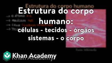 Qual é o conceito de organismo?