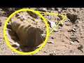 Concha de caracol encontrada por Curiosity en Dingo Gap - marte sol 528 Mastcam | Mars Pareidolia