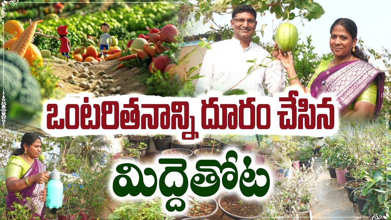 గార్డెనింగ్ తో మొక్కల కుటుంబం | Surekha Terrace Garden #GrowAtHome #GardeningLife