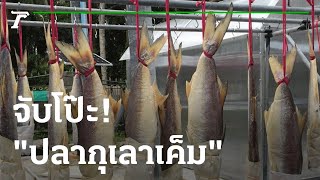 ดราม่า "ปลากุเลาเค็ม" 1 ในเมนูเอเปก 2022 | 15-11-65 | ข่าวเช้าหัวเขียว