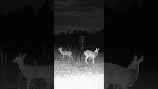 Deer eating corn 🌽 #outdoors #youtubeshorts #deer #hunting #ytshorts #feedshorts #youtube #corn