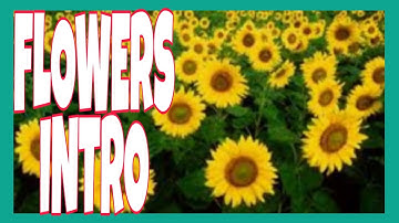 FLOWERS INTRO /JS Life Vlog