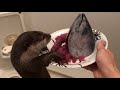 カワウソさくら カツオまるごとに大興奮！ Otter and Bonito - YouTube