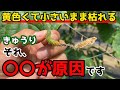【きゅうり】黄色くて大きくならない時の原因と対処法についてお話しします。【家庭菜園】