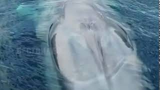 شاهدوا  كيف يتنفس الحوت الأزرق العملاق عن قرب