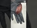 Cockroach contraband valued at more than $140,000 seized in Australia