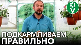 ЭТО УДОБРЕНИЕ ВЫЗЫВАЕТ ВЕРШИННУЮ ГНИЛЬ ТОМАТОВ! Делаем подкормки с умом