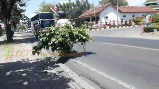 Bus Rosalia Indah versi dj yalan