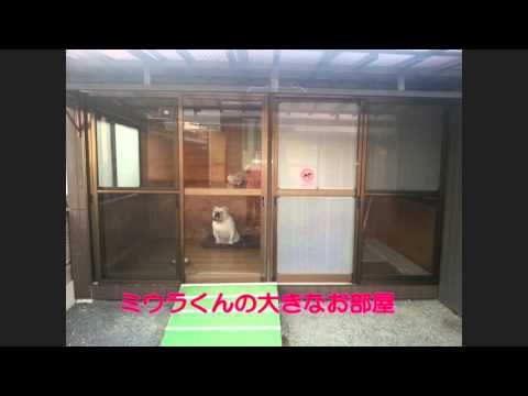「わが輩は、犬」　ちょっとお茶目な英国ブルドッグのミウラくん！