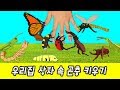 한국어ㅣ우리집 상자 속 곤충 키우기! 어린이 곤충 만화, 곤충이름 배우기, 컬렉타ㅣ꼬꼬스토이