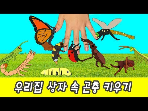 Let&rsquo;s raise insects in my box! kids cartoon, insects names for kidsㅣCoCosToy