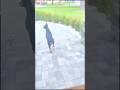 khaby lame viral, funny , trending videos , MDReacts funny videos, don’t , f