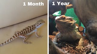 bearded dragon growth 1 month - 1 year