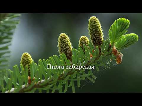 Пихта сибирская (Abies sibirica Ledeb.)