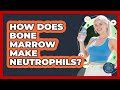 How Does Bone Marrow Make Neutrophils? - All About the Immune System