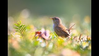 Relaxing Peaceful Instrumental Music, Beautiful Celtic Music with Nature sounds, by Tim Janis