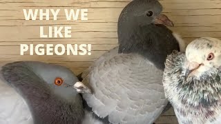 WHY WE LIKE PIGEONS | GROWTH OF A PIGEON