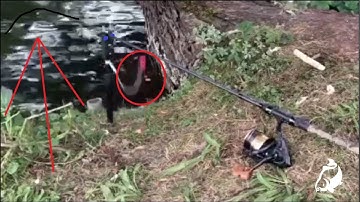 Carp Run COMPILATION 2020! PART 56!