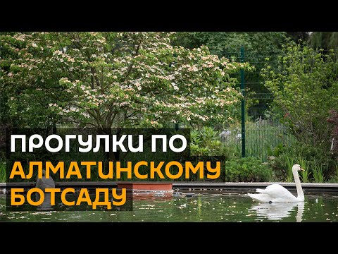Video: Санкт-Петербургдун Ботаникалык бакчасында орхидейлердин көргөзмөсү