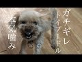 【閲覧注意】虐待を受けてきたトイプードルは、こんな風にキレます。
