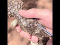 Removing ticks from a Bobtail Skink ( Bobtail Goanna ) Tiliqua rugosa