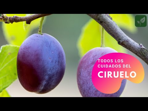 Video: Cuidado De La Ciruela En Otoño: Preparación Para El Invierno. ¿Cómo Alimentarla Para Una Buena Cosecha? Aderezo Con Fertilizantes Minerales Y Otros. Tratamiento Contra Plagas Y Enf