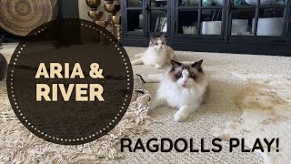 Ragdolls Aria & River Playing! by Embodyworks 696 views 1 year ago 12 minutes, 39 seconds