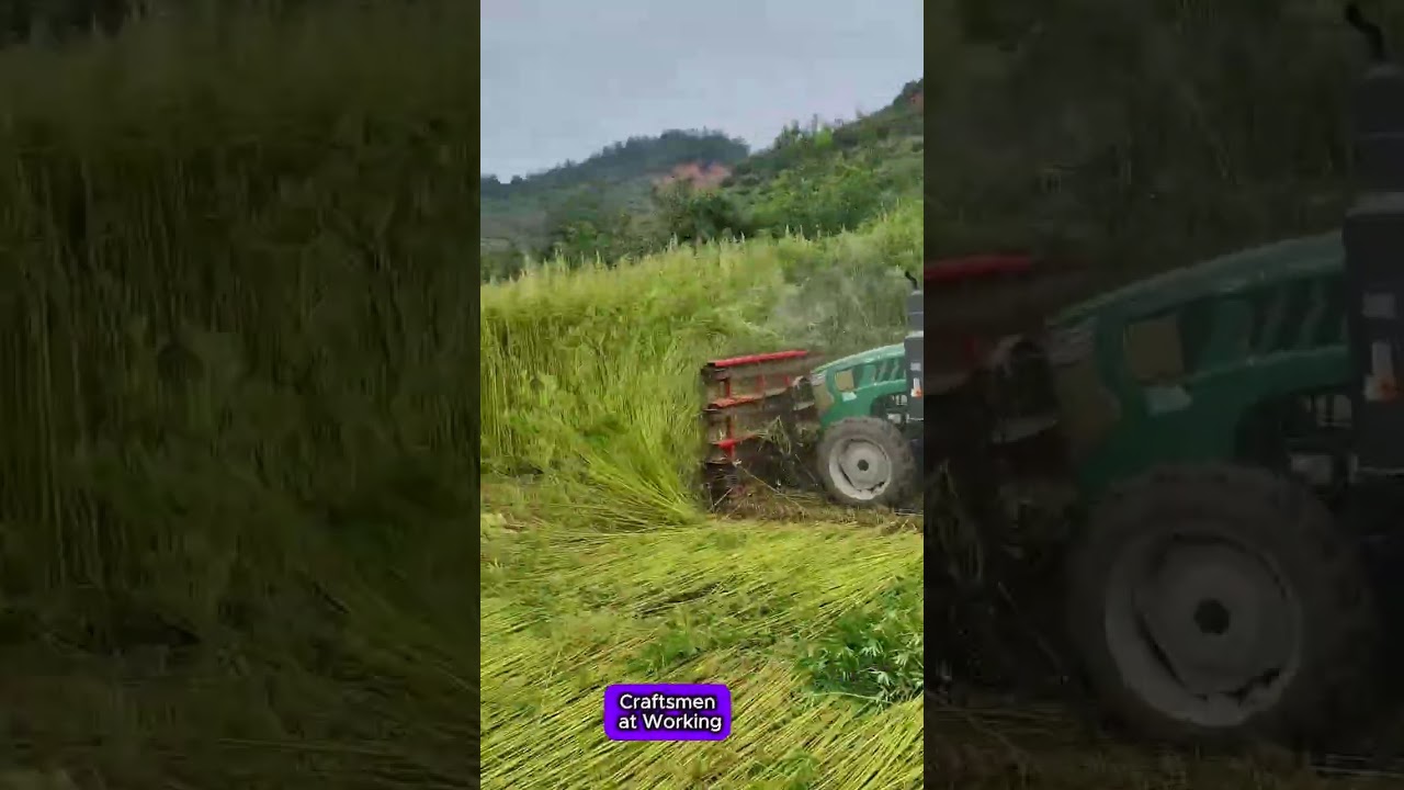Harvesting hemp with a combine