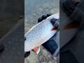 Just for the Splake of it! #flyfishing