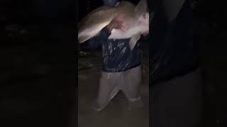‼️HUGE MULLOWAY/JEWFISH! Learn how to catch these fish by simply subscribing to my channel‼️
