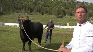 MEDAN GOROSTAS U RAKITNU, PONOS LJUBIČIĆA, TEŽAK PREKO 1200 KG