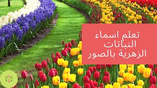 Plantes à fleurs اسماء و صور النباتات المزهرة