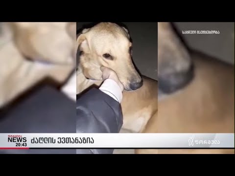 გამოჯანმრთელებული ძაღლი თავშესაფარში მოხვედრიდან 2 საათში დააძინეს