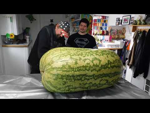 Giant Watermelon 288 lbs. cut open (see inside )