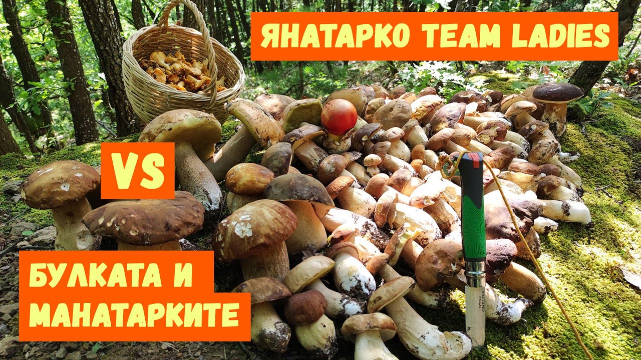 Булката, разби манатарките в Стара планина