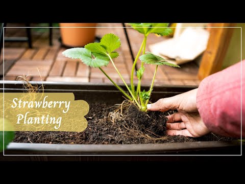 Planting Strawberries in Containers | Balcony Gardening | Growing Strawberries on a Balcony